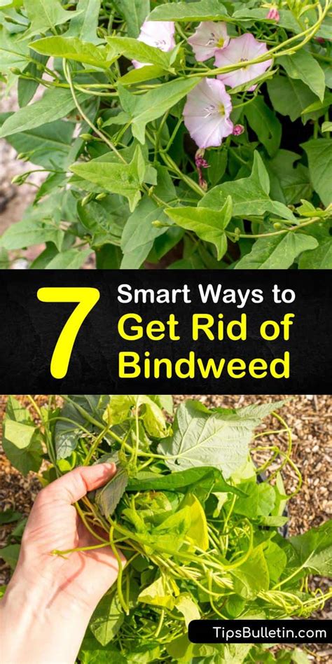 How to Get Rid of Bindweed: 7 Pro Tips